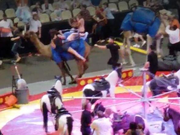 The animal was out of control for 11 seconds