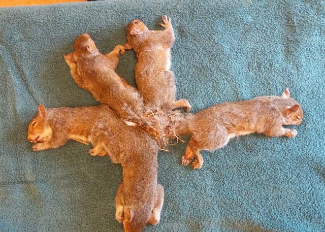 Squirrels found entangled by their tails in Wisconsin