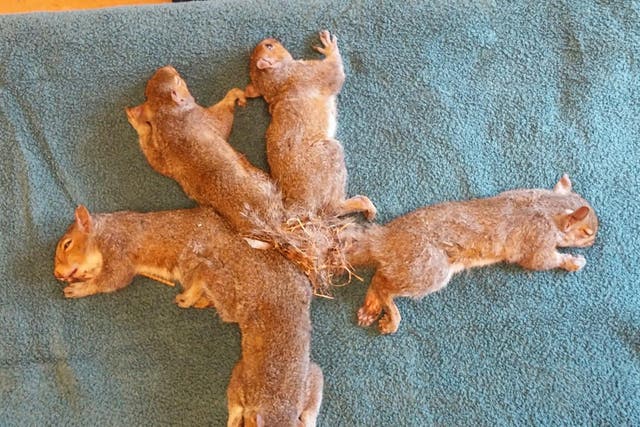 Squirrels found entangled by their tails in Wisconsin