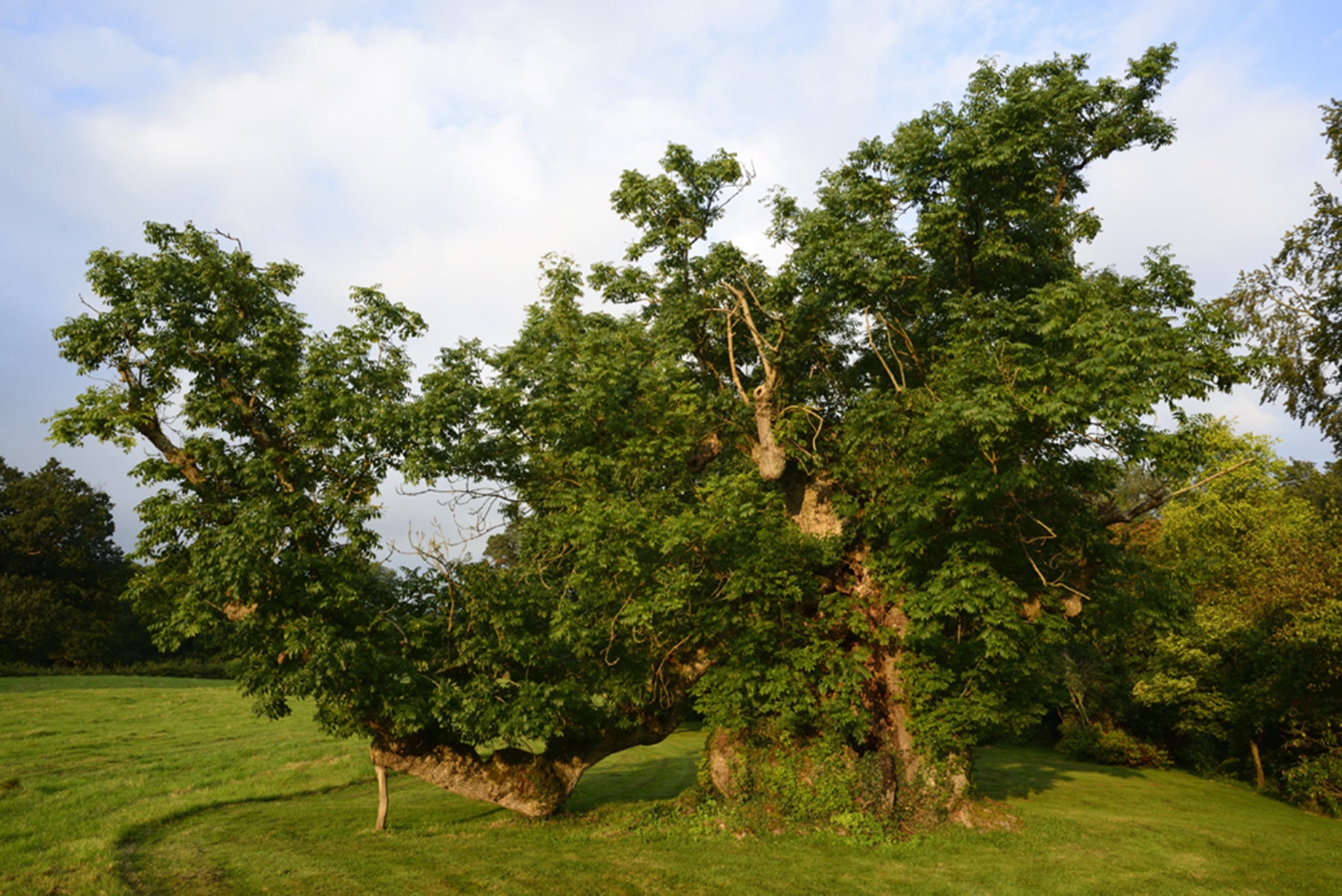 At more than 500 years old, this ash tree at Clapton Court in Somerset is one of the biggest and oldest in the country. So far, it remains unaffected by the disease