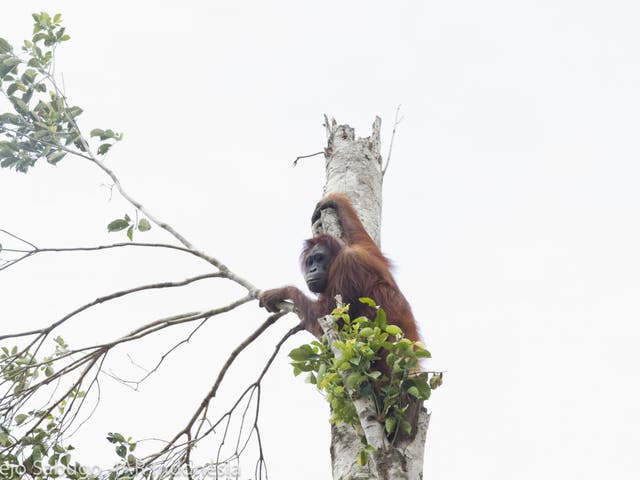 A lone orangutan in a tree as the forest is chopped down all around
