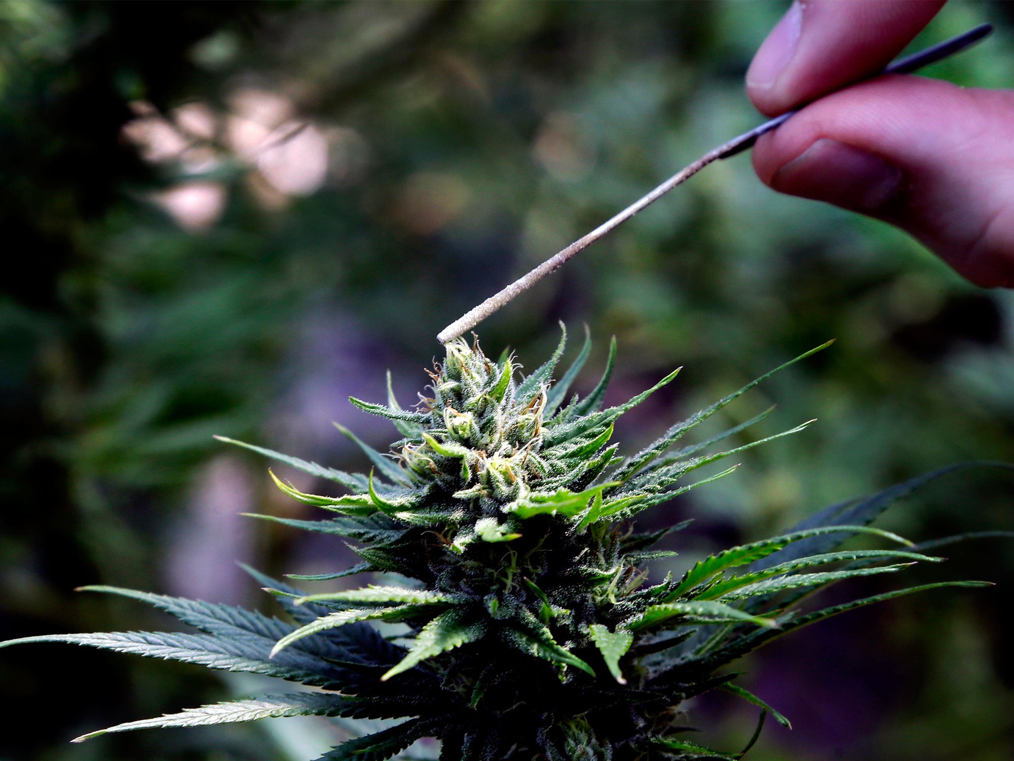 Coca-Cola is the latest large company to express interest in marijuana-related products