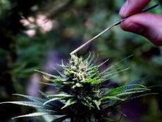 Cannabis products available for prescription in weeks, government says