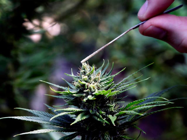 Coca-Cola is the latest large company to express interest in marijuana-related products