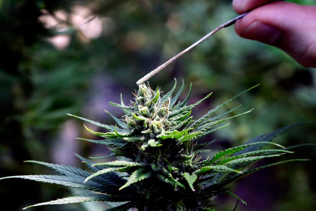 Coca-Cola is the latest large company to express interest in marijuana-related products