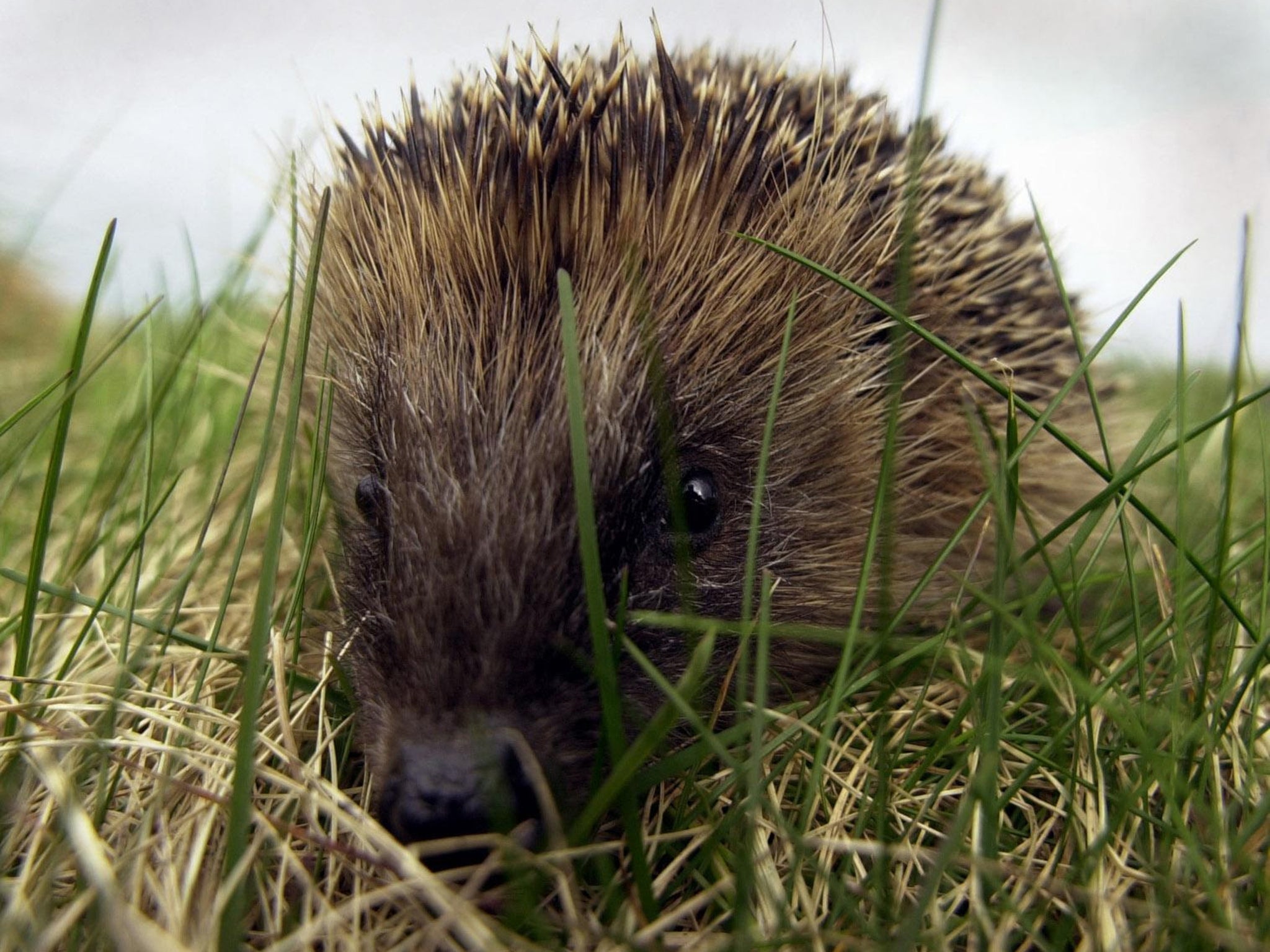 A captured hedgehog is being cared for in North Uist, and will be released once taken back to the mainland of Britain. A mass cull of thousands of hedgehogs was began in a bid to protect rare wader birds on a remote group of islands.