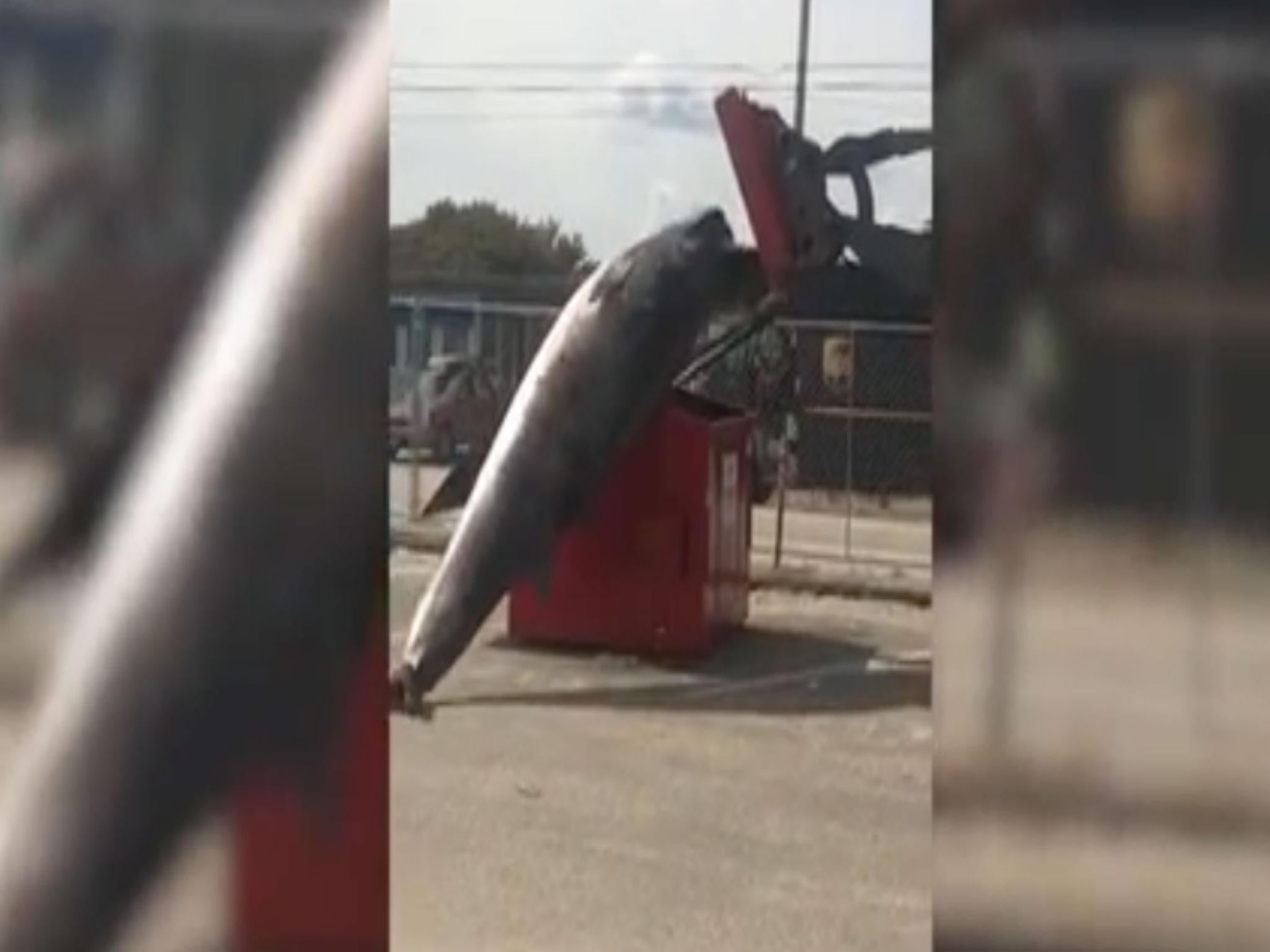 Minke whale in New Hampshire Credit: Jason Schreiber