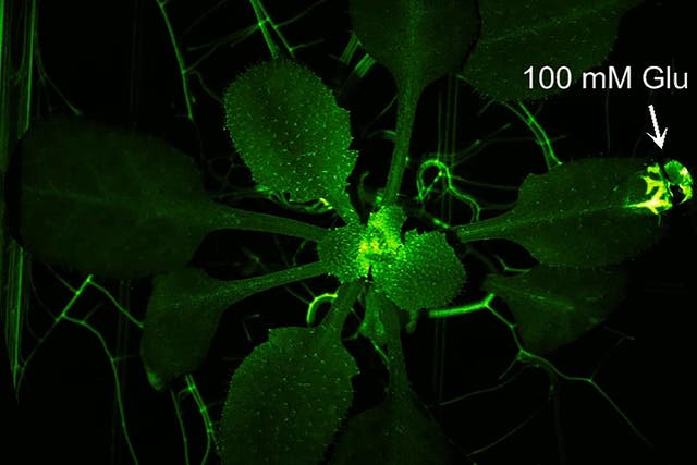 Scientists used a a luminescent, green protein and ‘attacked’ the plants to reveal that they aren’t as passive as they seem