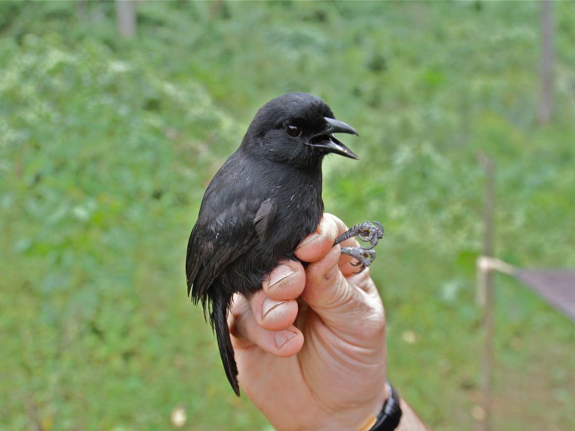Willard's sooty boubou has recently been identified as a separate species from the Mountain sooty boubou (pictured)