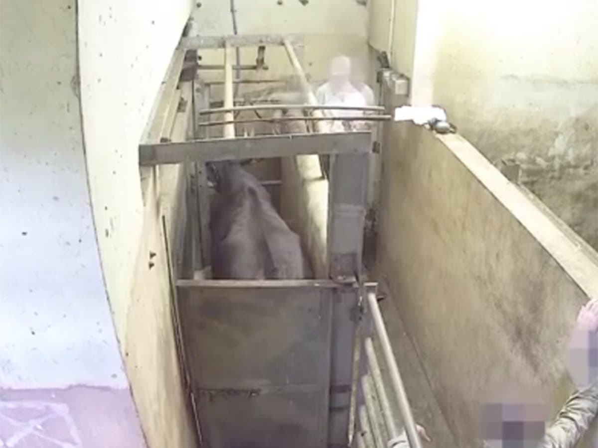 Undercover video footage shows cattle being beaten at Devon