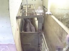 Undercover video footage shows cattle being beaten at slaughterhouse