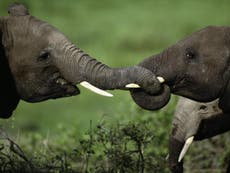Elephant poaching cartels exposed using DNA from ivory shipments
