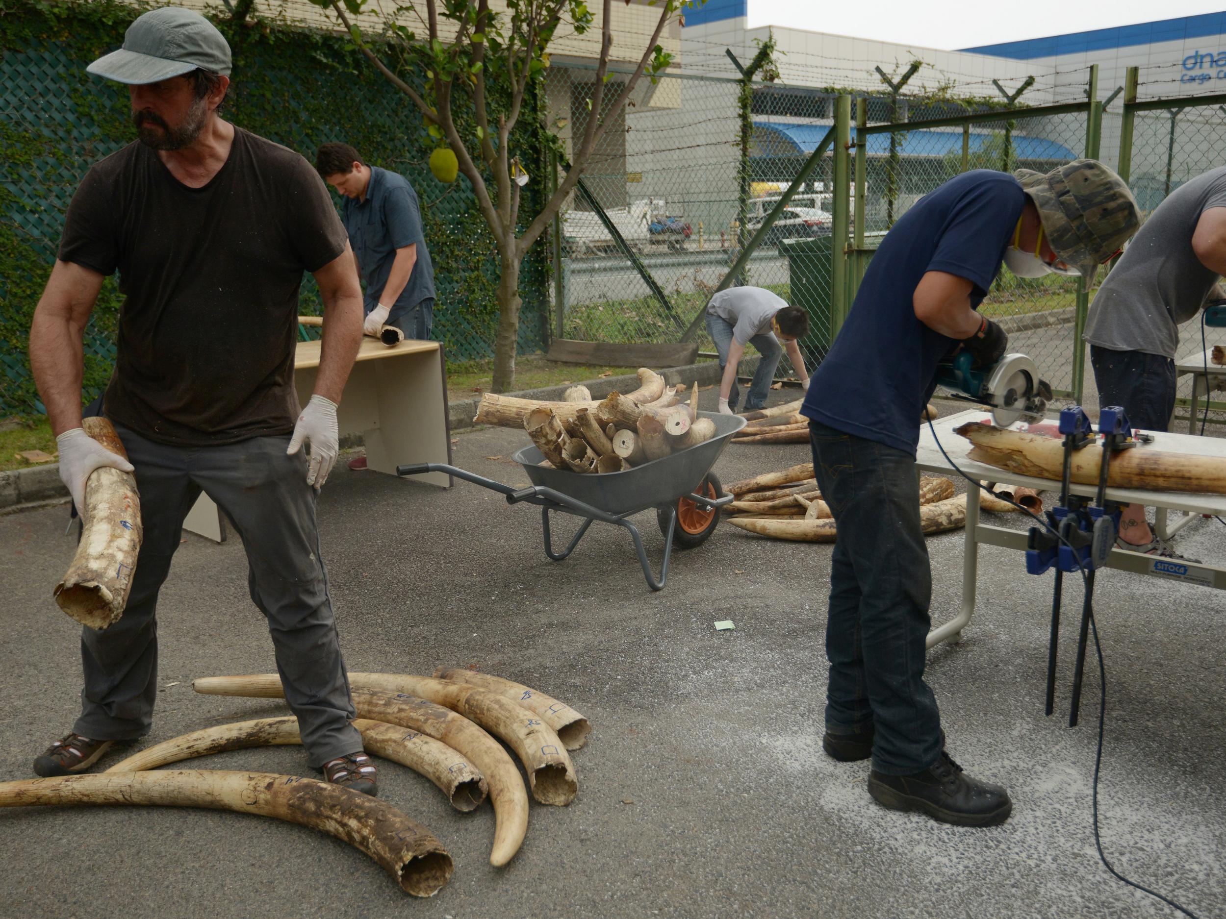 Dr Samuel Wasser and his team do forensic analysis of a 4.6-tonne ivory seizure in Singapore in 2015. The containers were being shipped from Mombasa, Kenya to Vietnam.