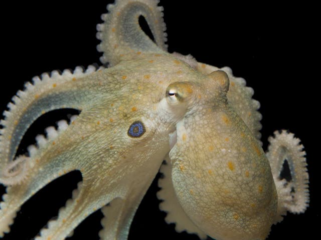When scientists submerged California two-spot octopi in baths containing MDMA, the usual introverted creatures spent more time with each other