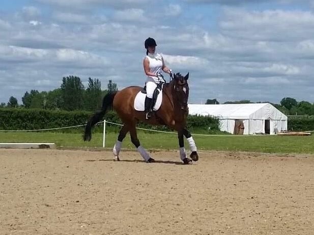 Sam, a horse at Epsom Riding for the Disabled Association, died after being stabbed during a break-in