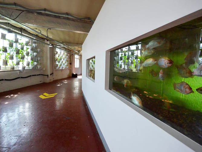 Aquaponic systems that grow food with the help of fish are a naturally lit option