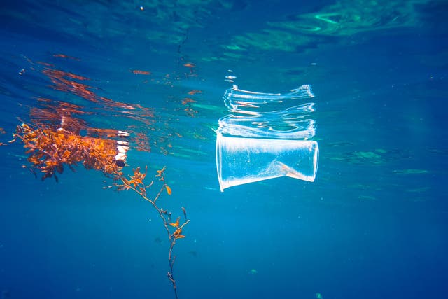 Pollution including plastics have badly damaged sea life