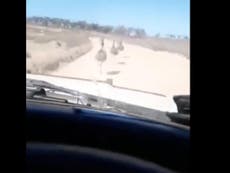 Laughing man ploughs into emus on road in disturbing video
