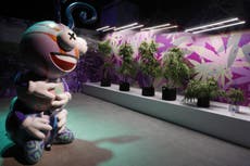 World's first interactive marijuana museum opens in Las Vegas