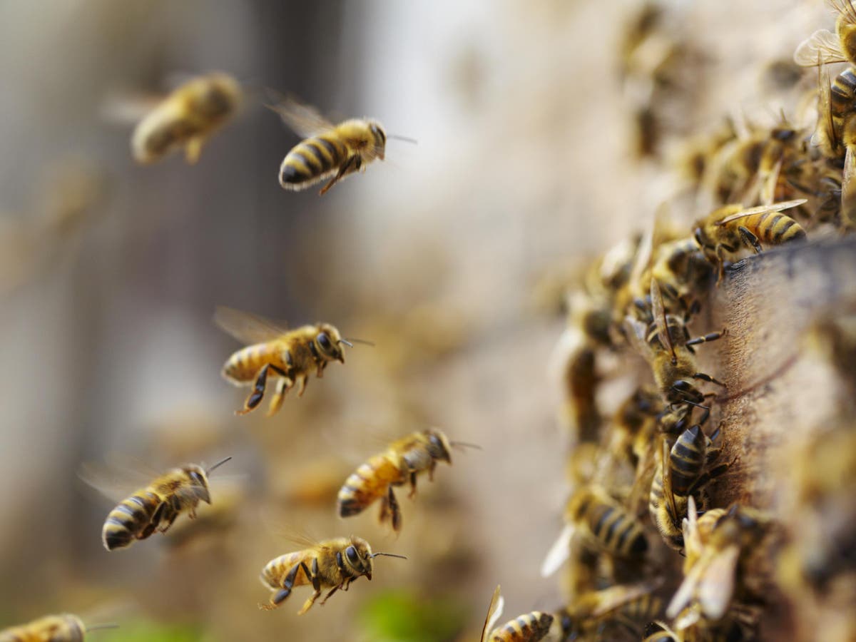 Tens of thousands of bees stolen in Aberdeenshire farm raid | The