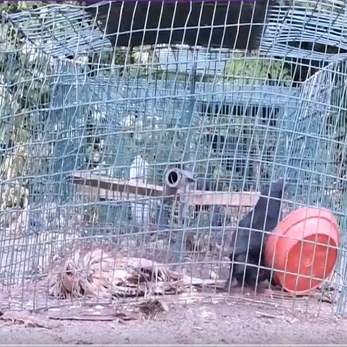 Animal and Bird Traps in our Countryside