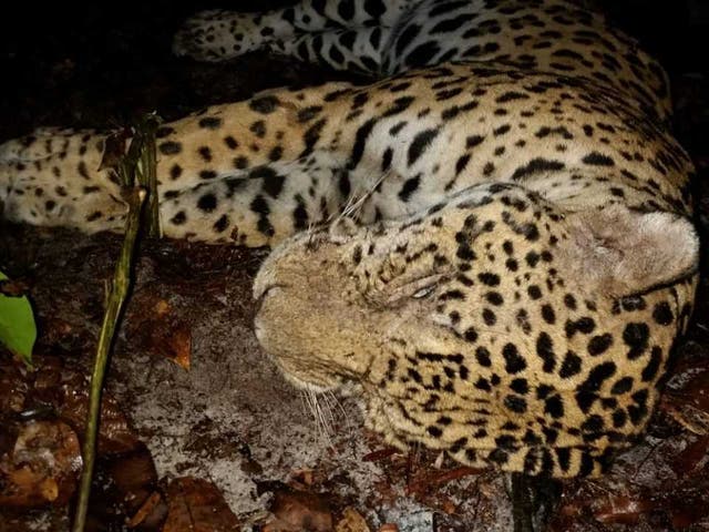 A poached jaguar found near a rice field, one of many sold for the Asian medicine trade