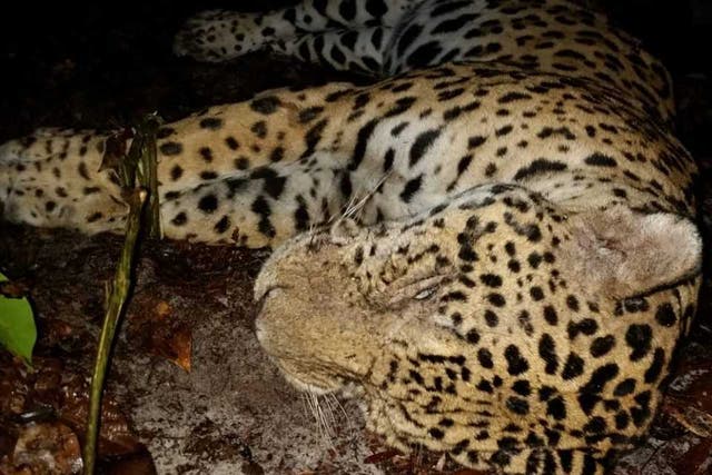 A poached jaguar found near a rice field, one of many sold for the Asian medicine trade