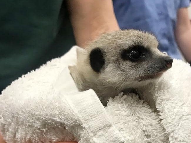 The meerkat, which was born on 20 August, is yet to be named