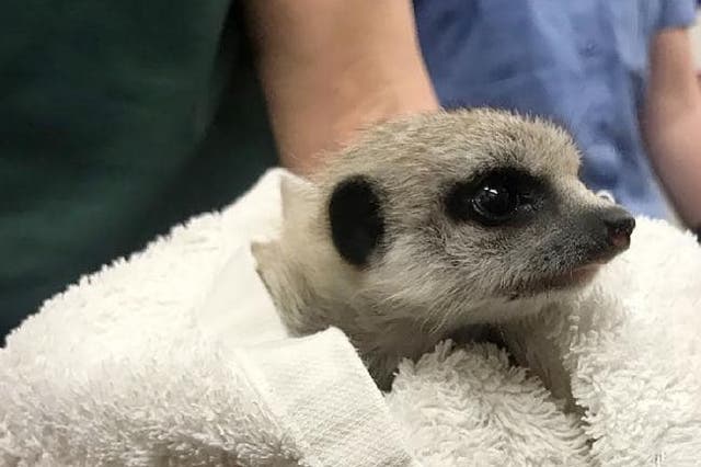 The meerkat, which was born on 20 August, is yet to be named