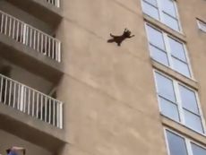 Daredevil raccoon leaps from seventh storey of tower block