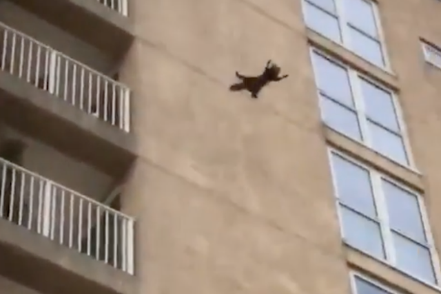 Racoon leaps from seventh storey of tower block
