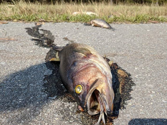 Thousands of fish have died as receding floodwaters stranded them in unusual places