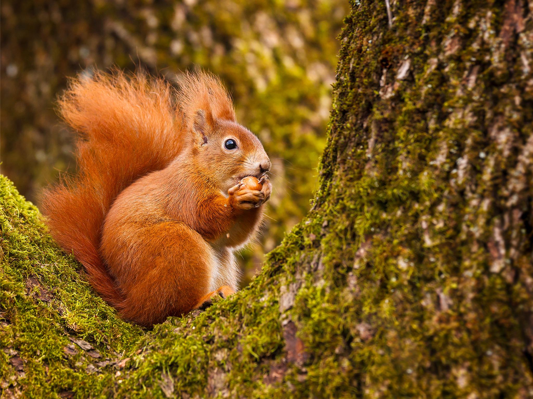 Protected woodland species like the red squirrel are put at risk by the loophole in timber harvesting laws