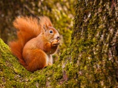 How outdated tree-felling laws are putting rare wildlife at risk