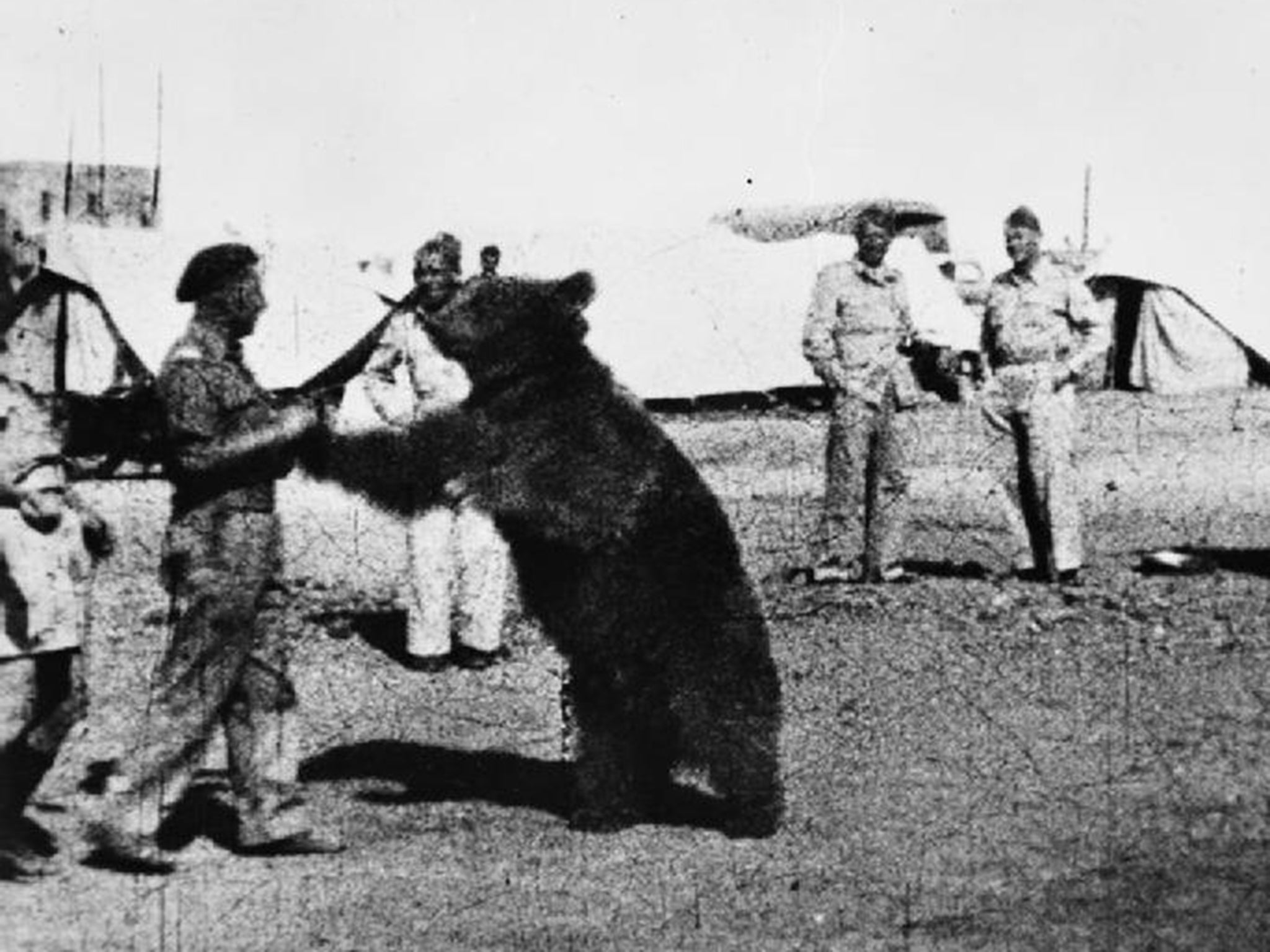 Wojtek: Poland's 'soldier bear' to be featured in new film by The Snowman  animators | The Independent | The Independent