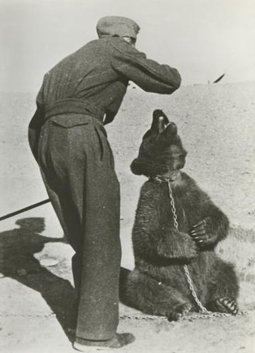 At first the soldiers fed the bear cub with milk served in an old vodka bottle, while trying to hide his presence from senior officers - something that became harder and harder as Wojtek grew bigger and bigger