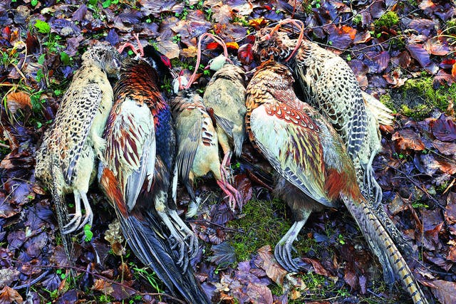 Special treatment: a young hen pheasant will cook differently to a wily old cock