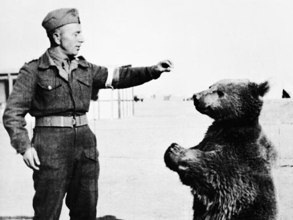 Przemek I Wojtek Chcieli Z Jednego Magnesu Wojtek: The bear who fought Hitler's Nazis | The Independent | The