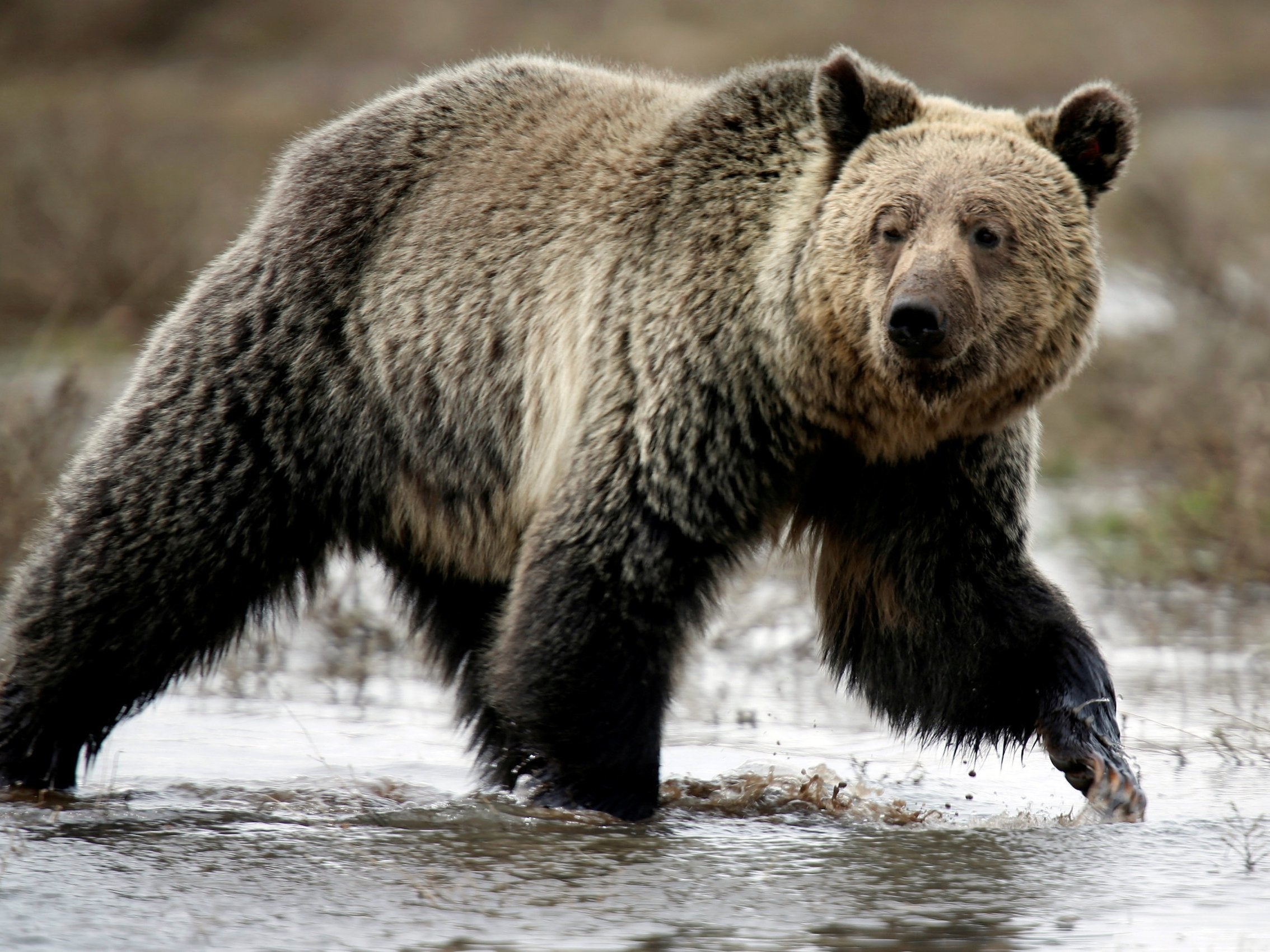 Grizzly, as opposed to grisly, simply means grey or mixed dark and light hairs, from French, ‘gris’