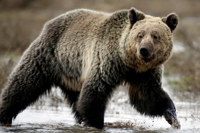 A grizzly bear roams through the Hayden Valley in Yellowstone National Park in Wyoming