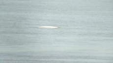 Whale 'spotted in River Thames', RSPCA says