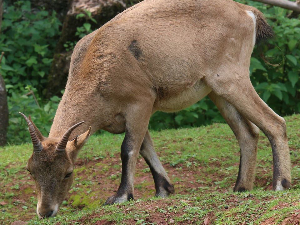 Keepers have put out food to encourage the animal back into the enclosure