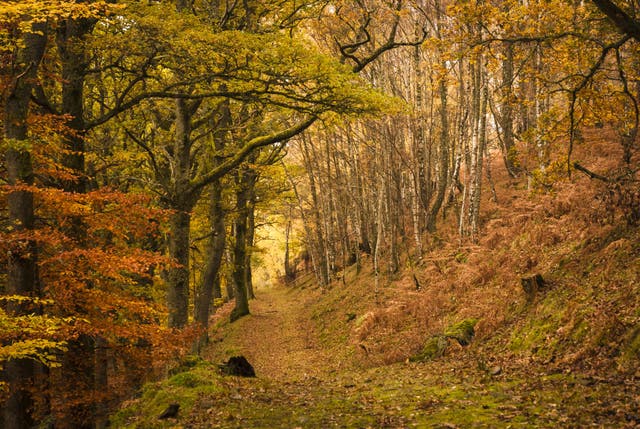 Eight of the best places to admire autumn leaves | The Independent ...