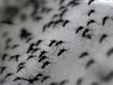 Scientists use gene-editing to destroy mosquito population in lab