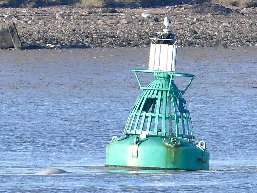 The beluga was seen near a buoy near Gravesend