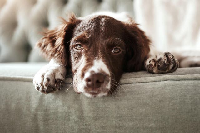 Many pet owners do not do enough research before taking on their animal and are ill-equipped to meet their needs, according to research by PDSA