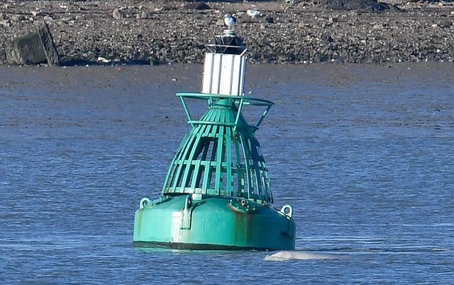 A beluga whale breeches near a buoy on the River Thames near Gravesend east of London, Britain