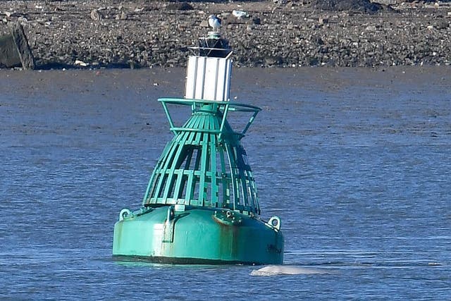 A beluga whale breeches near a buoy on the River Thames near Gravesend east of London, Britain