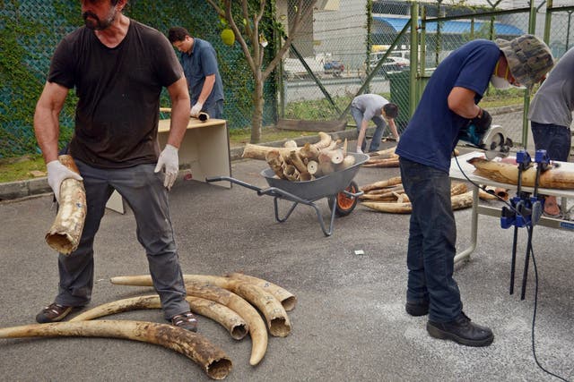Researchers are examining the genetic data in seized elephant ivory to trace it back to the animals’ homelands