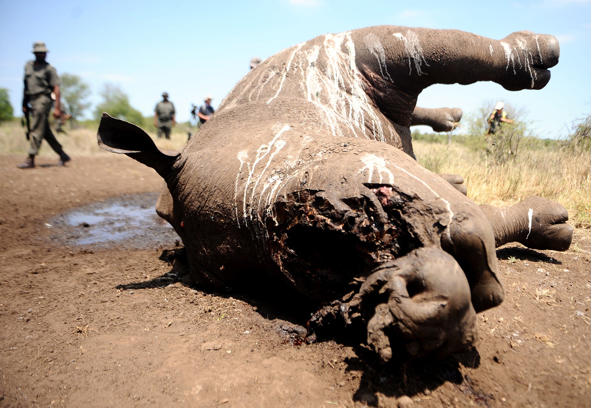 The body of a three-day-old rhino killed by poachers in Kruger National Park, South Africa